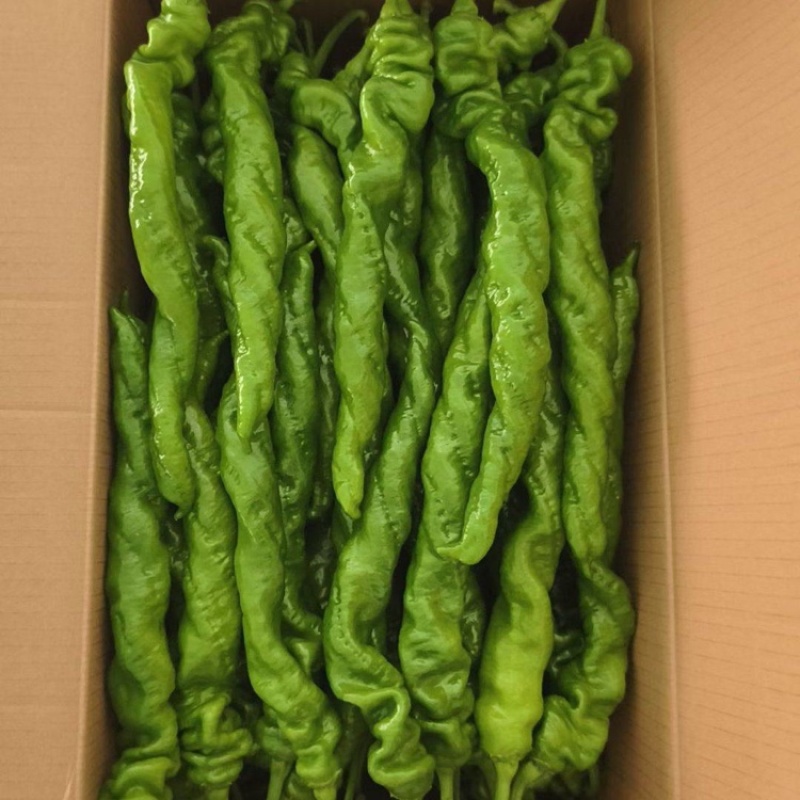 螺丝椒陇椒大量有货全国对接质量保证欢迎进店