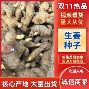 姜种大黄姜种子小黄姜种子脱毒高产姜种