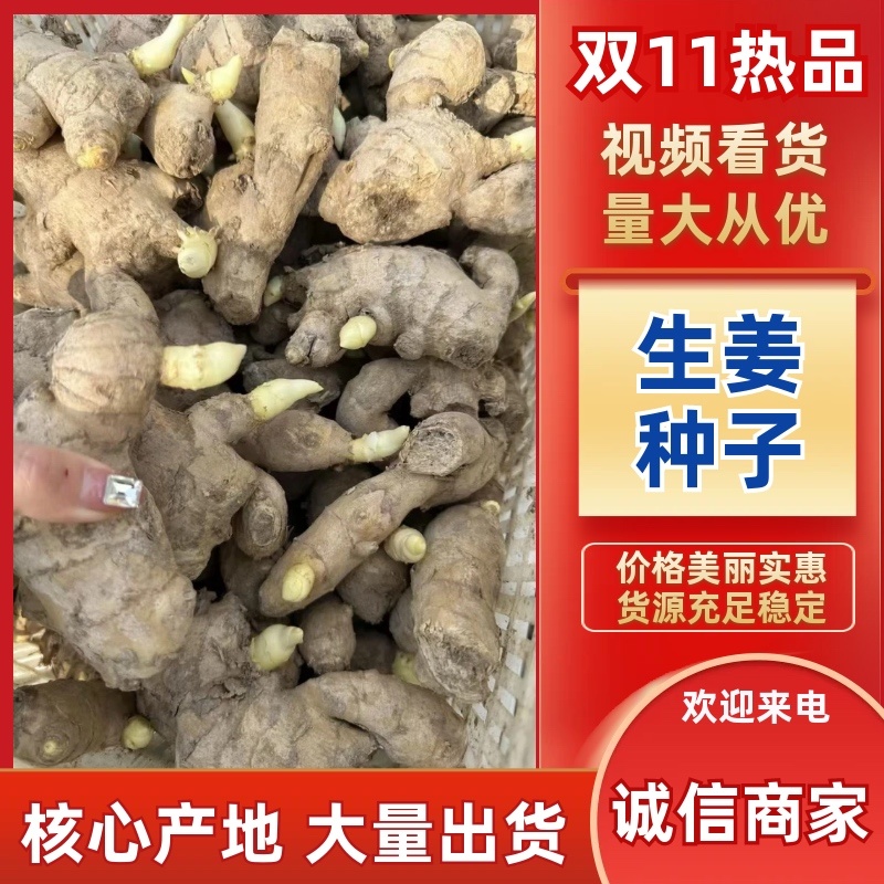 姜种大黄姜种子小黄姜种子脱毒高产姜种