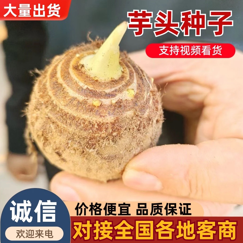 芋头种子毛芋头种子8520芋头种子发芽率高一条龙