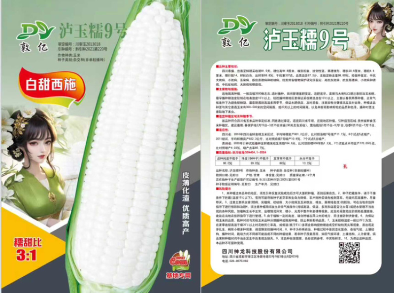 玉米、甜糯玉米种子、泸玉糯9号大量上市，可视频看货