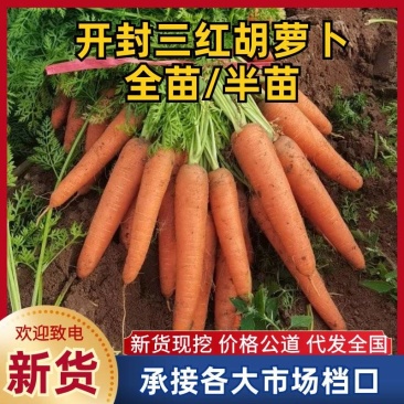 全苗、半苗、水洗三红胡萝卜，规格齐全，保质保量，欢迎咨询