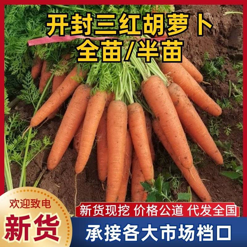 全苗、半苗、水洗三红胡萝卜，规格齐全，保质保量，欢迎咨询