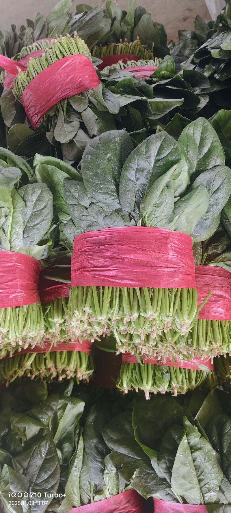 泰安精品菠菜上市
