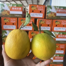 赣南脐橙一件代发，电商
