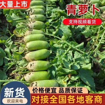 开封沙土地青萝卜，供应全国市场电商平台，品质保证，欢迎联