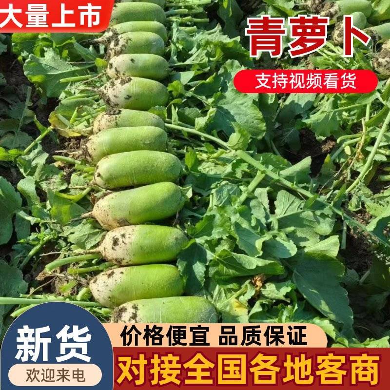 开封沙土地青萝卜，供应全国市场电商平台，品质保证，欢迎联