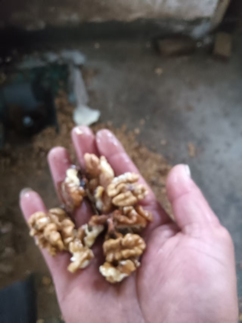 核桃油【石家庄鲜榨核桃油】支持视频看货，可发往全国市场！