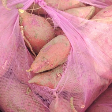 红薯西瓜红已上市已挑选的精品货