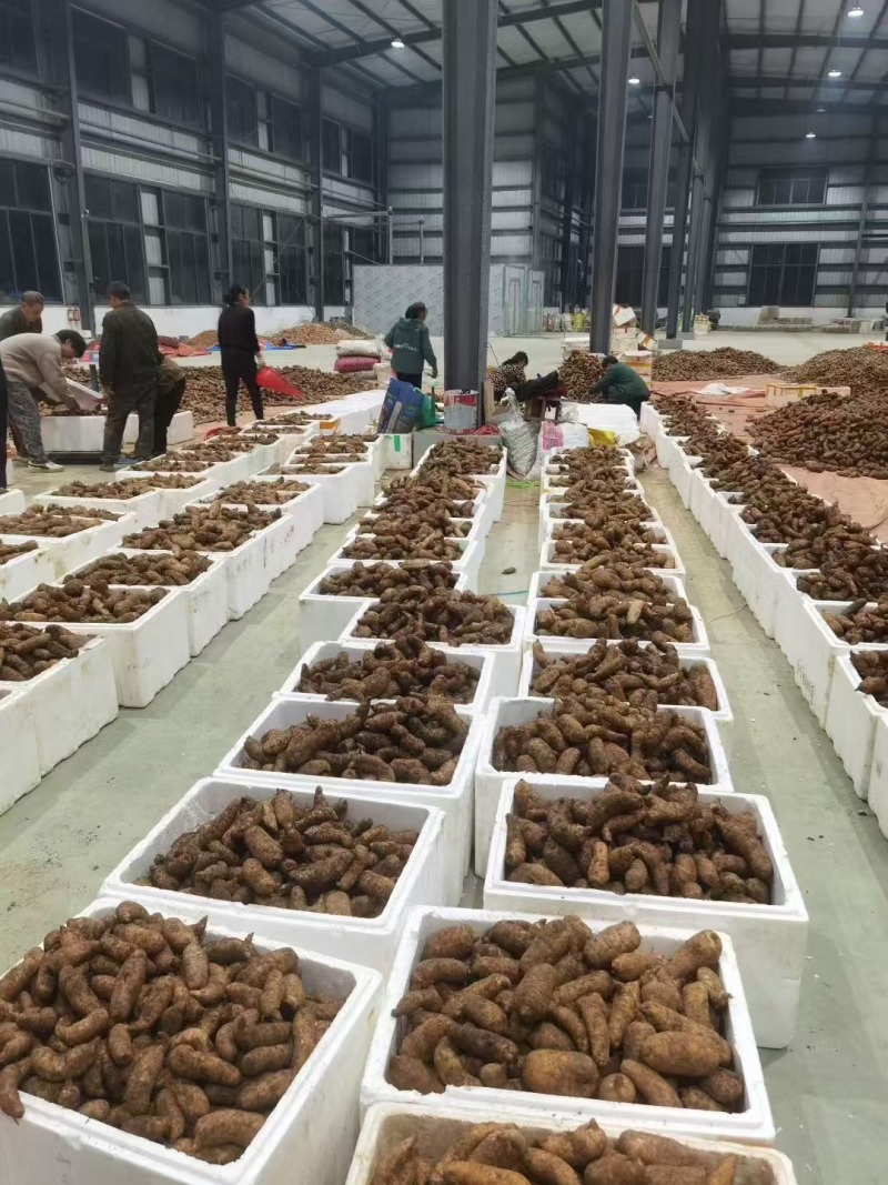 精品好货新鲜天麻大号天麻