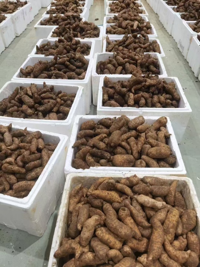 精品好货新鲜天麻大号天麻