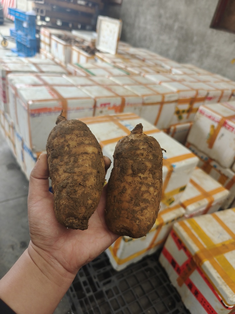 精品好货新鲜天麻大号天麻