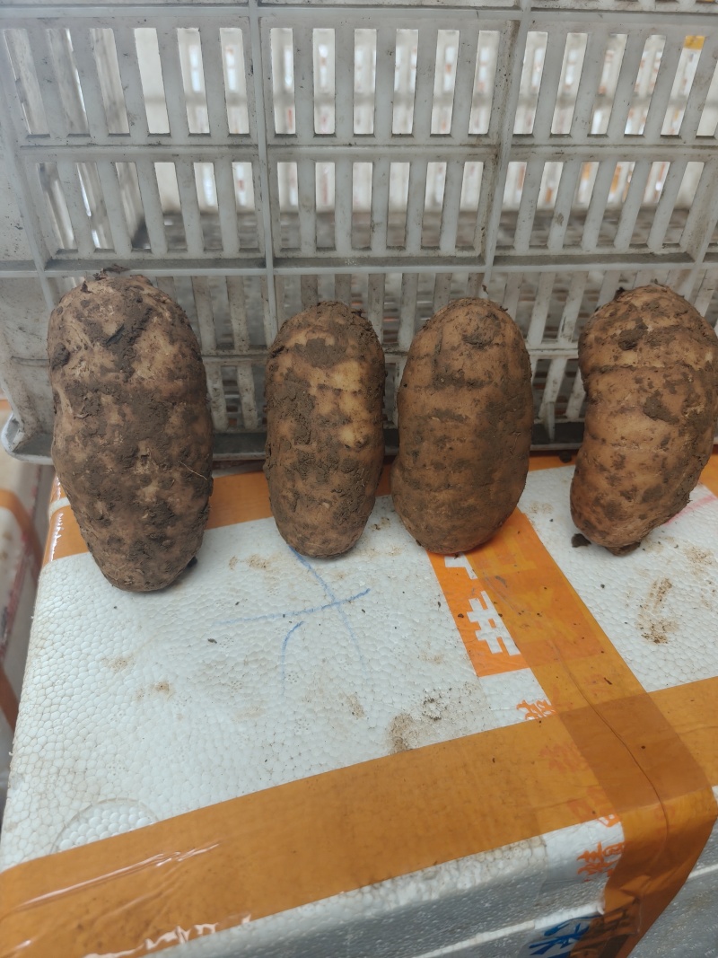 精品好货新鲜天麻大号天麻