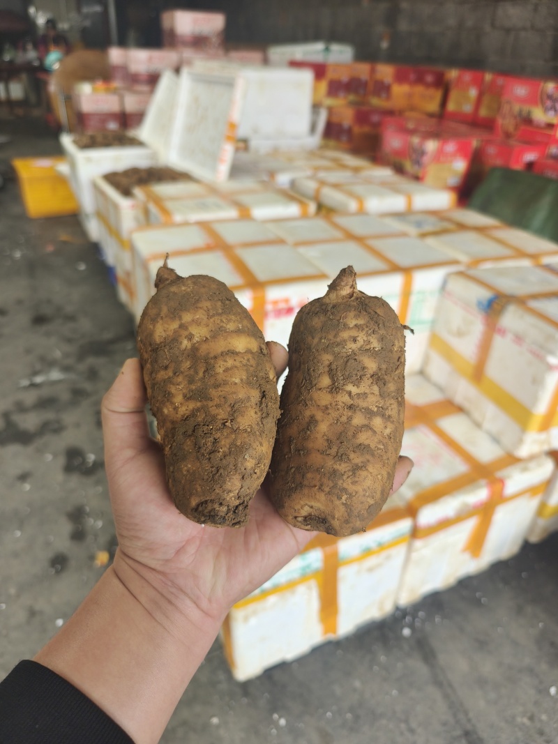 精品好货新鲜天麻大号天麻