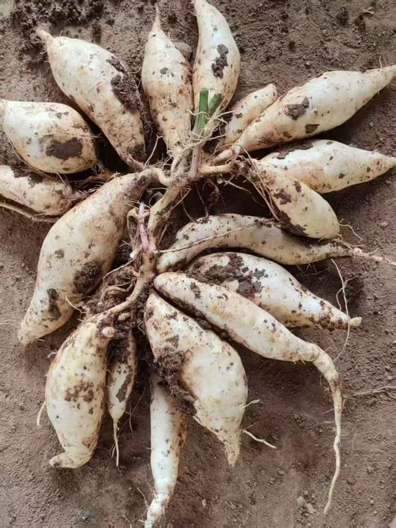 热卖中周口各种红薯人参薯基地直供量大从优实力代发全国