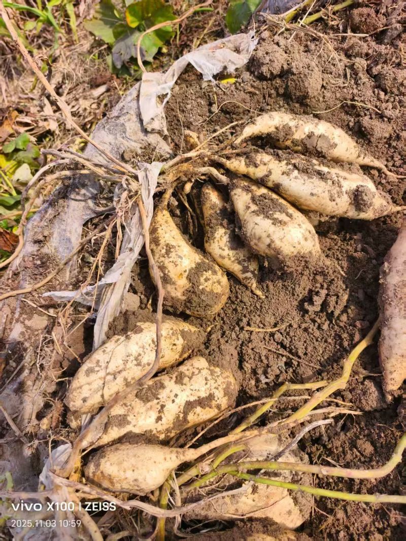 热卖中周口各种红薯人参薯基地直供量大从优实力代发全国