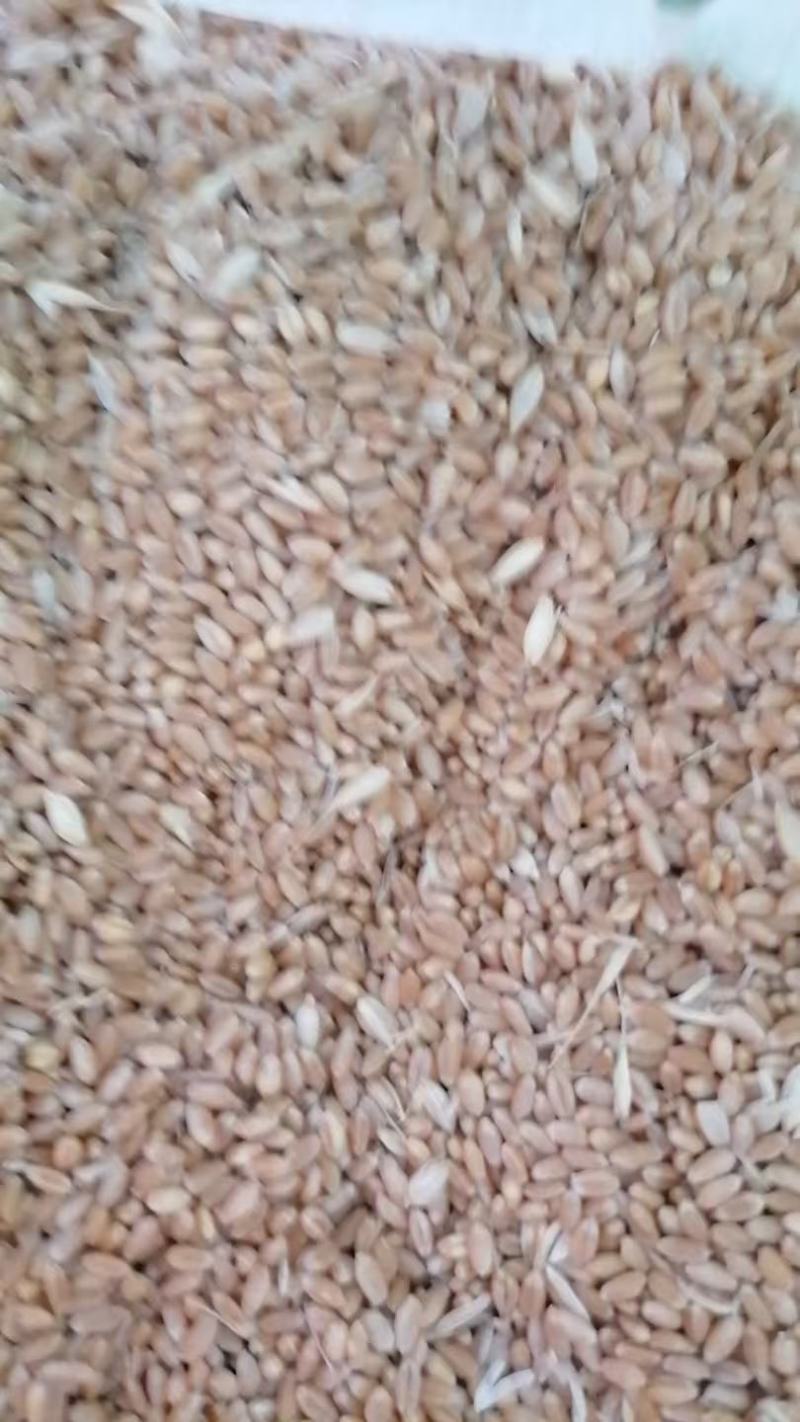 小麦