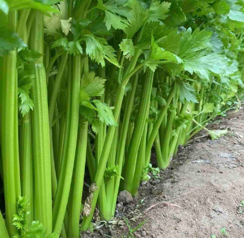 河南周口芹菜带叶西芹不带叶产地量大从优实力代发全国