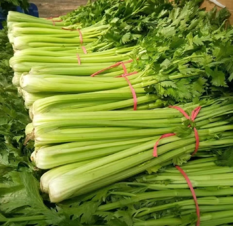 河南周口芹菜带叶西芹不带叶产地量大从优实力代发全国