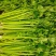 河南周口芹菜带叶西芹不带叶产地量大从优实力代发全国