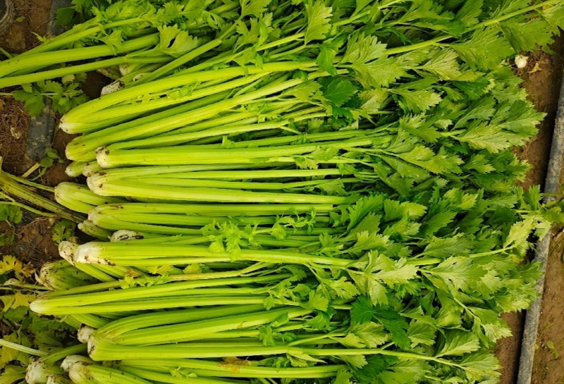 河南周口芹菜带叶西芹不带叶产地量大从优实力代发全国