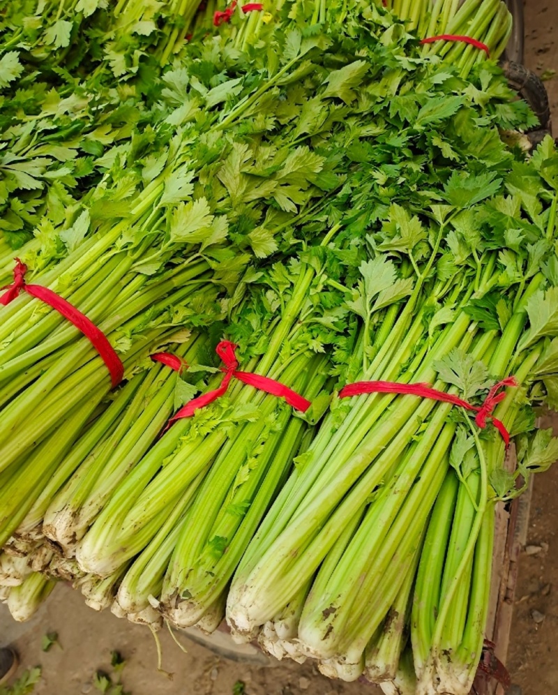 河南周口芹菜带叶西芹不带叶产地量大从优实力代发全国