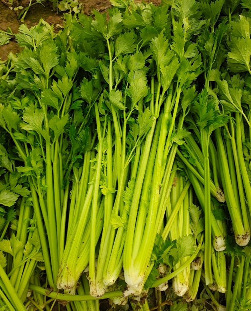 河南周口芹菜带叶西芹不带叶产地量大从优实力代发全国
