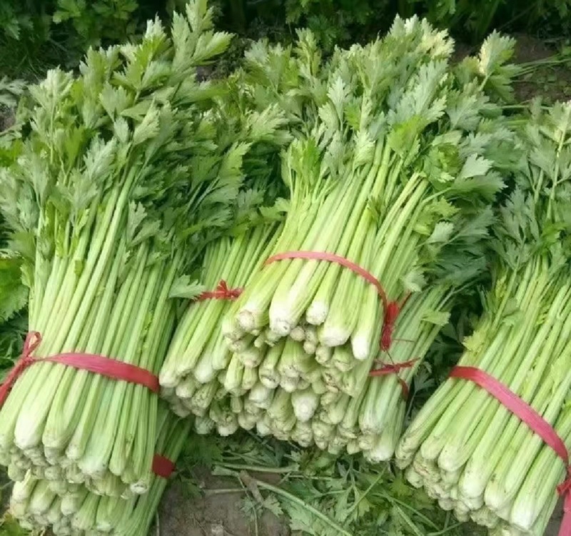 河南周口芹菜带叶西芹不带叶产地量大从优实力代发全国