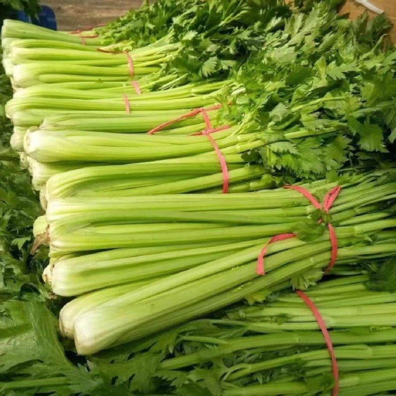 河南周口芹菜带叶西芹不带叶产地量大从优实力代发全国