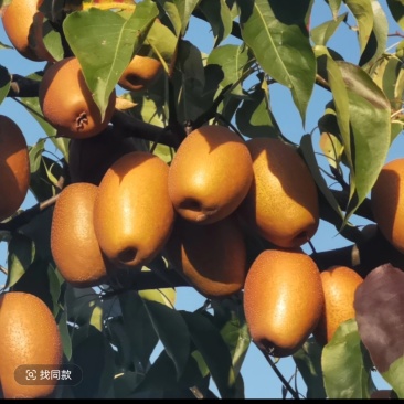 洛宁沙梨