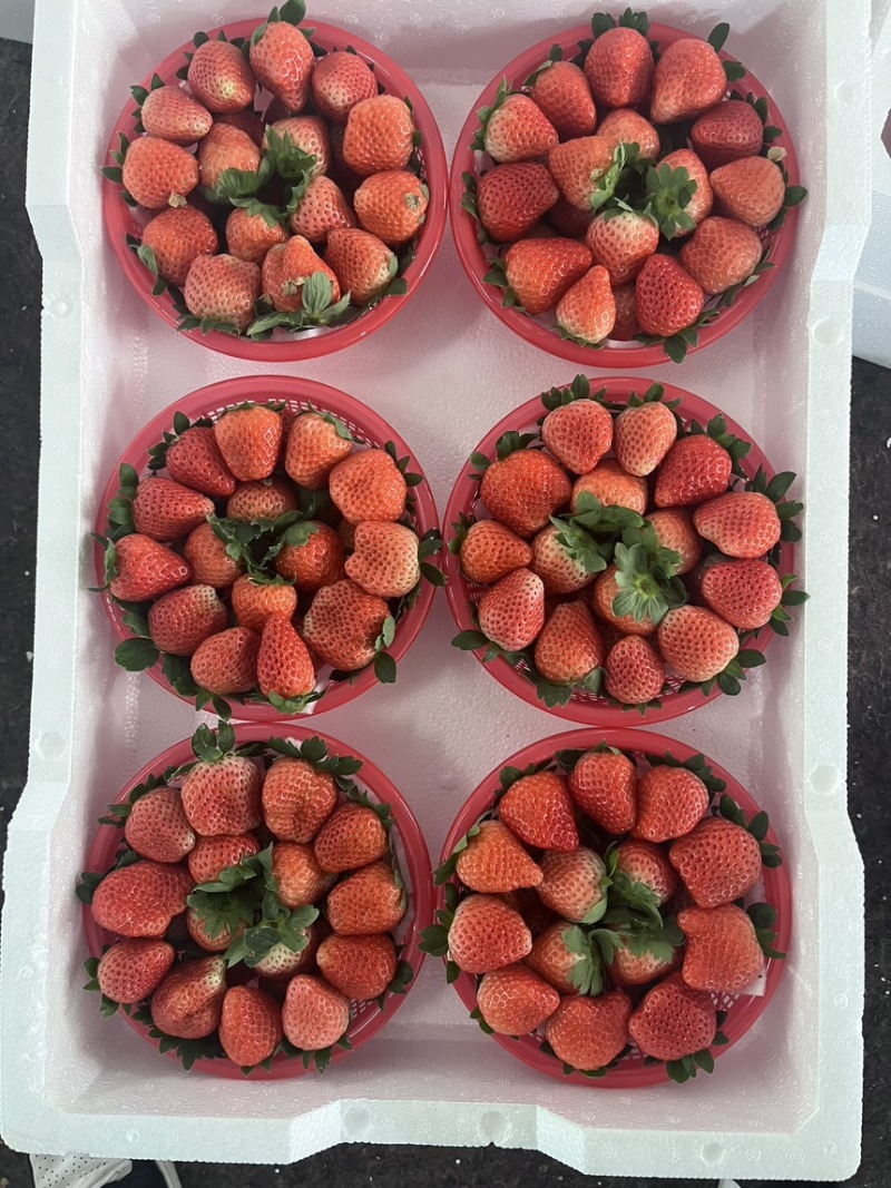 徐州宁玉草莓，品质保证对接电商，商超，市场供应