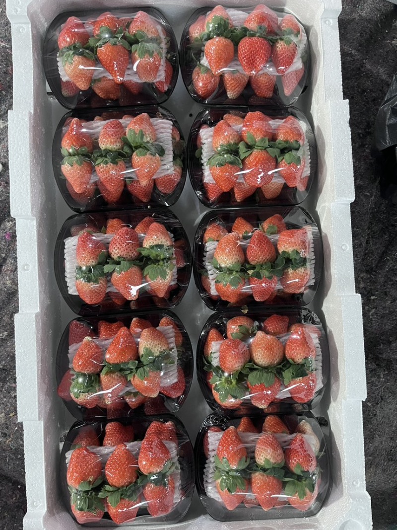 徐州宁玉草莓，品质保证对接电商，商超，市场供应