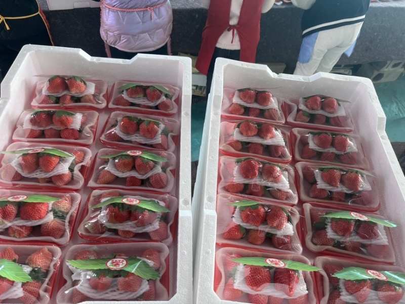 徐州宁玉草莓，品质保证对接电商，商超，市场供应