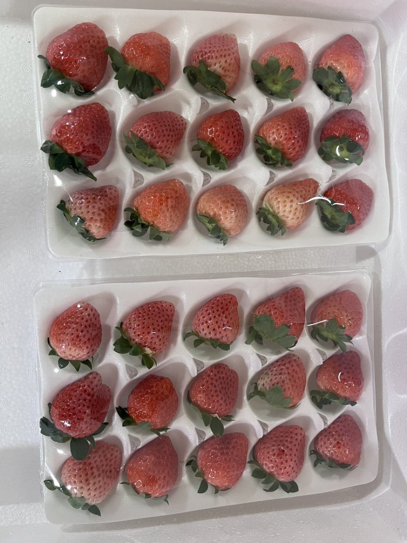 徐州宁玉草莓，品质保证对接电商，商超，市场供应