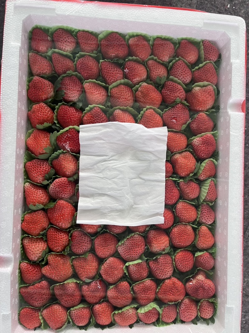 徐州宁玉草莓，品质保证对接电商，商超，市场供应