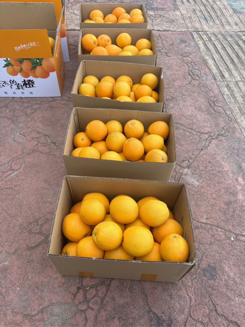 橙子赣南脐橙支持一件代发电商商超口感纯甜无渣欢迎来电