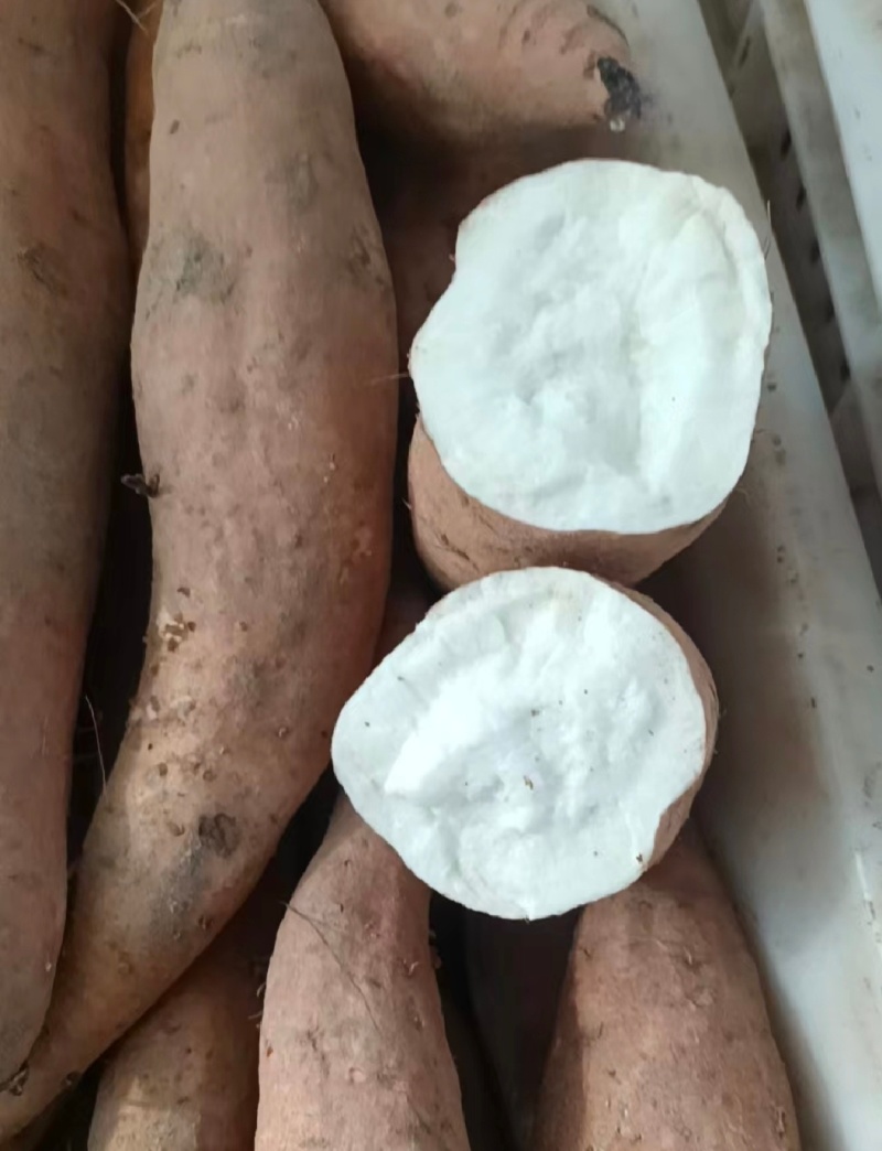 河南白哈密红薯冰淇淋红薯白芯红薯基地直供联