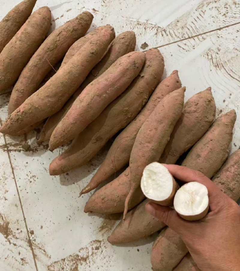 河南白哈密红薯冰淇淋红薯白芯红薯基地直供联