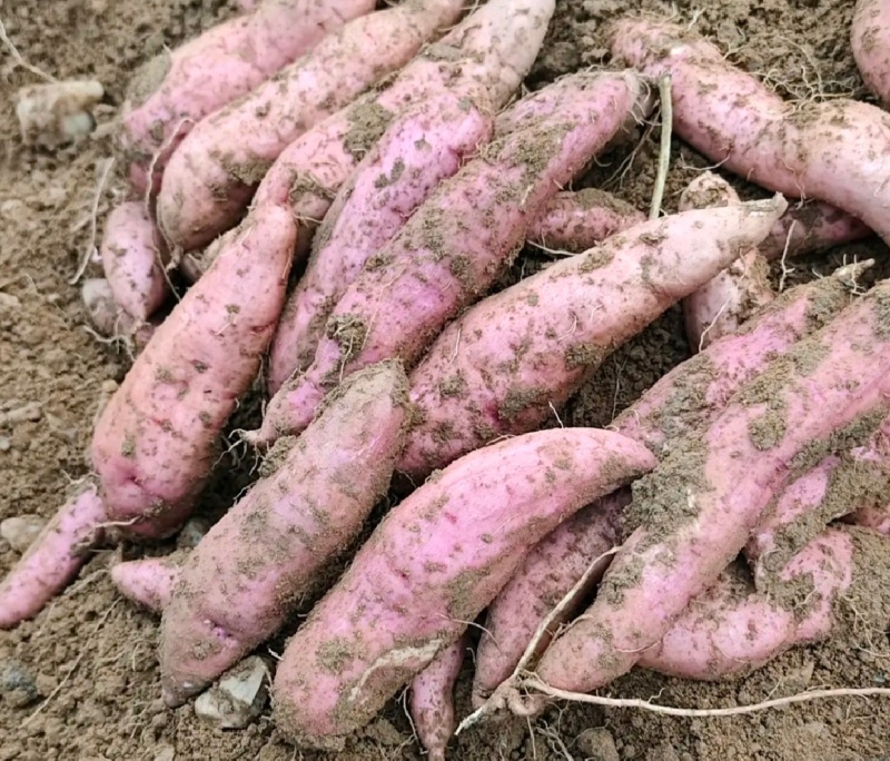 河南白哈密红薯冰淇淋红薯白芯红薯基地直供联