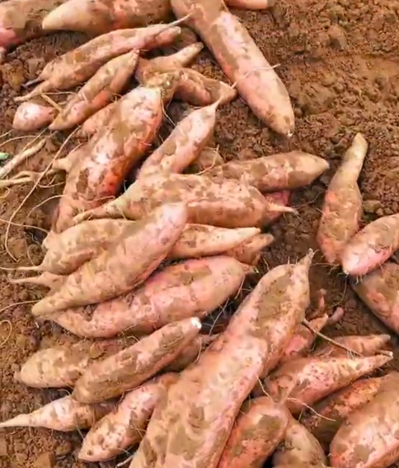 河南白哈密红薯冰淇淋红薯白芯红薯基地直供联