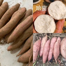 河南白哈密红薯冰淇淋红薯白芯红薯基地直供联