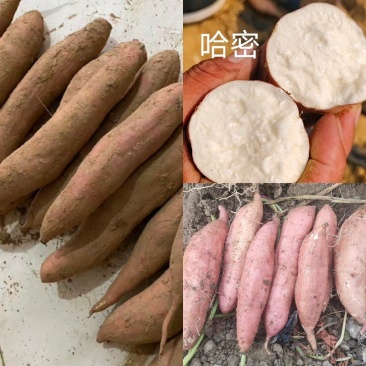 河南白哈密红薯冰淇淋红薯白芯红薯基地直供联