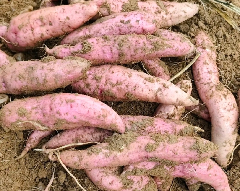 河南白哈密红薯冰淇淋红薯白芯红薯基地直供联