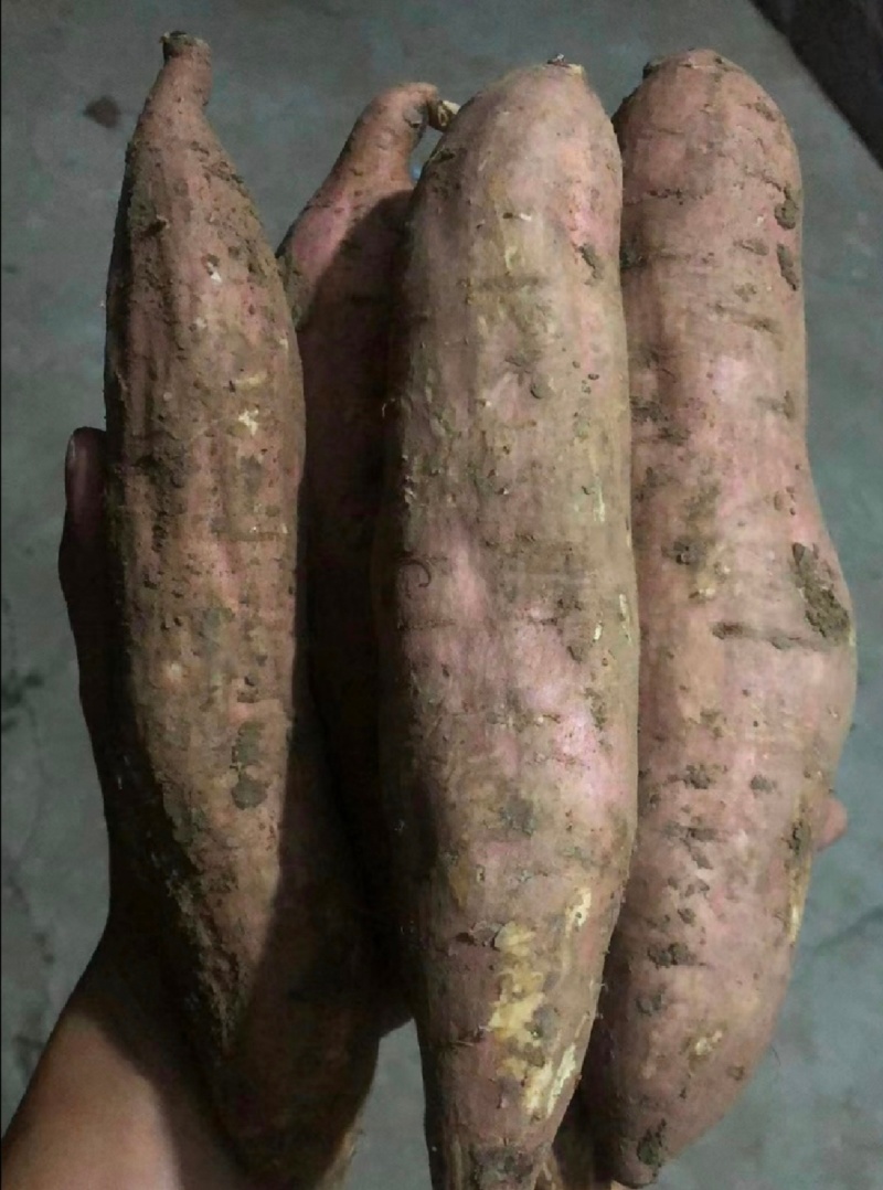 河南白哈密红薯冰淇淋红薯白芯红薯基地直供联
