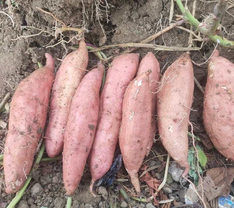 河南白哈密红薯冰淇淋红薯白芯红薯基地直供联
