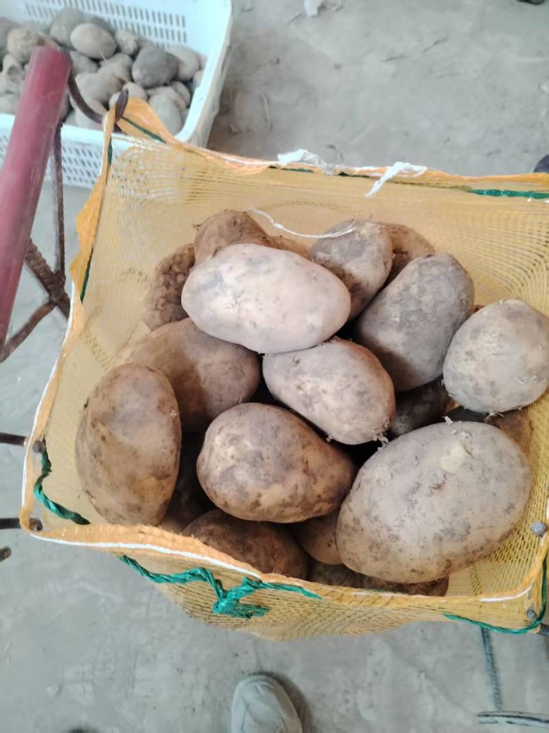 土豆大放水