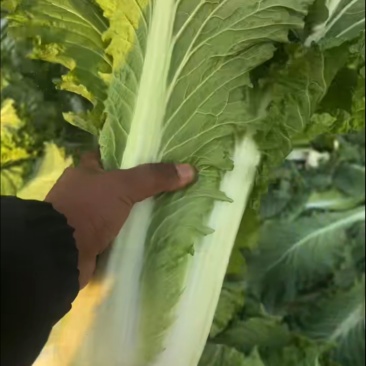 60大白菜