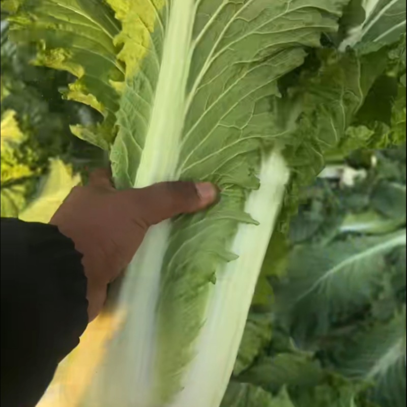 60大白菜