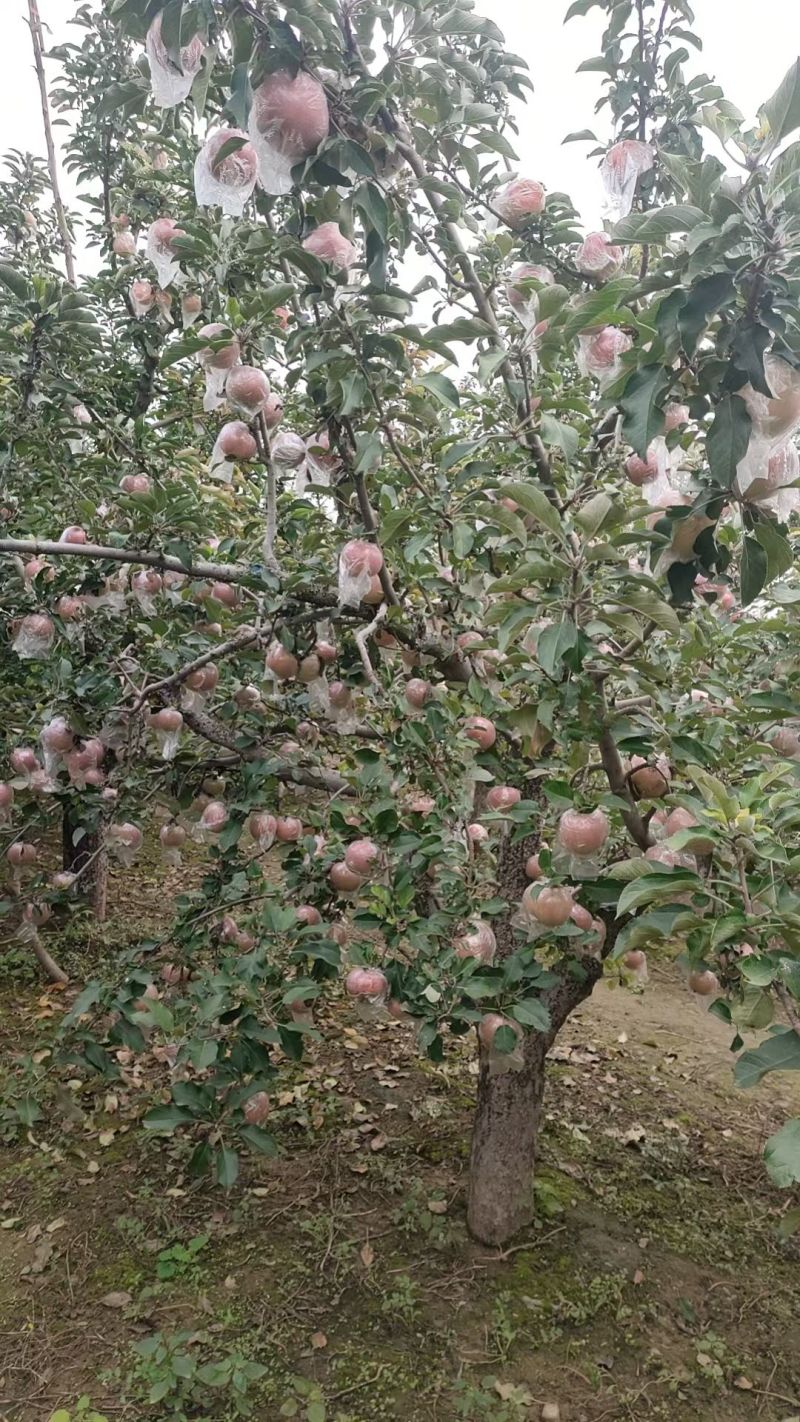 糖心红富士苹果