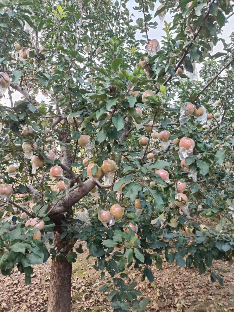 糖心红富士苹果